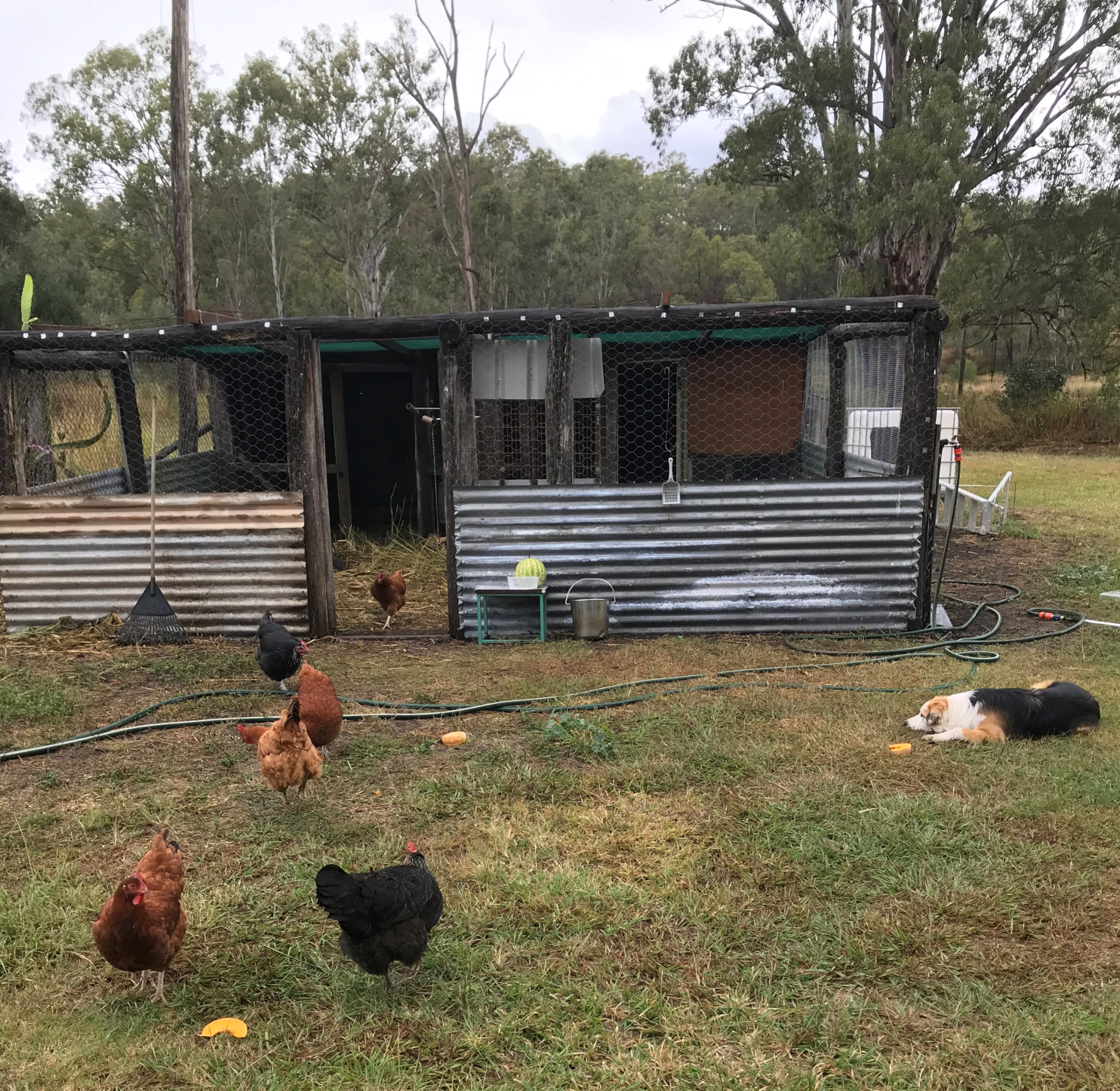 Chickens free ranging outside their new coop